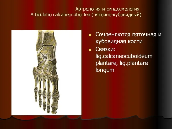 Сочленяются пяточная и кубовидная кости Связки: lig.calcaneocuboideum plantare, lig.plantare longum Артрология и синдесмология Articulatio calcaneocuboidea (пяточно-кубовидный)