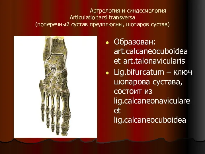 Артрология и синдесмология Articulatio tarsi transversa (поперечный сустав предплюсны, шопаров сустав)