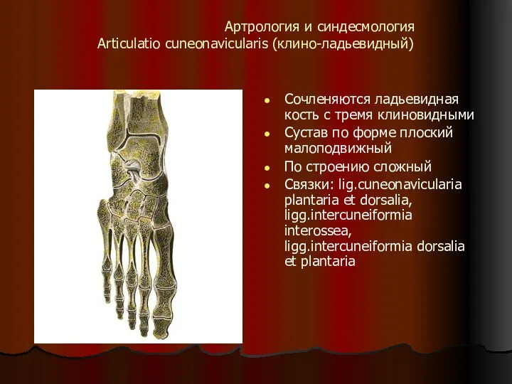 Артрология и синдесмология Articulatio cuneonavicularis (клино-ладьевидный) Сочленяются ладьевидная кость с тремя