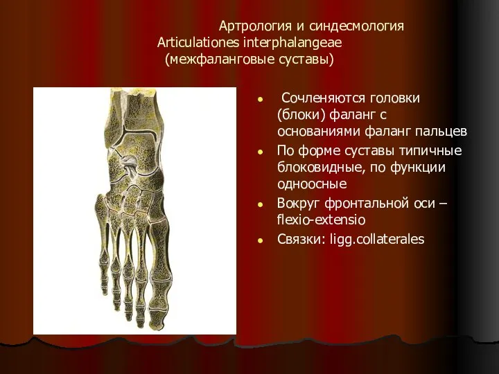 Артрология и синдесмология Articulationes interphalangeae (межфаланговые суставы) Сочленяются головки (блоки) фаланг