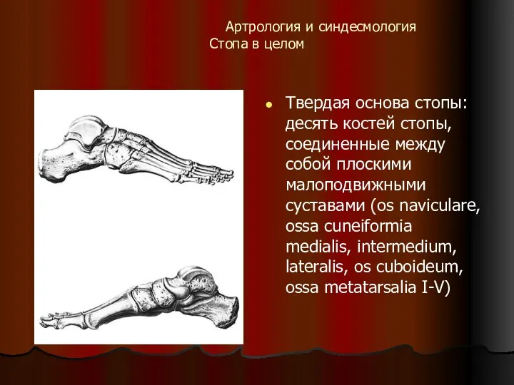 Артрология и синдесмология Стопа в целом Твердая основа стопы: десять костей