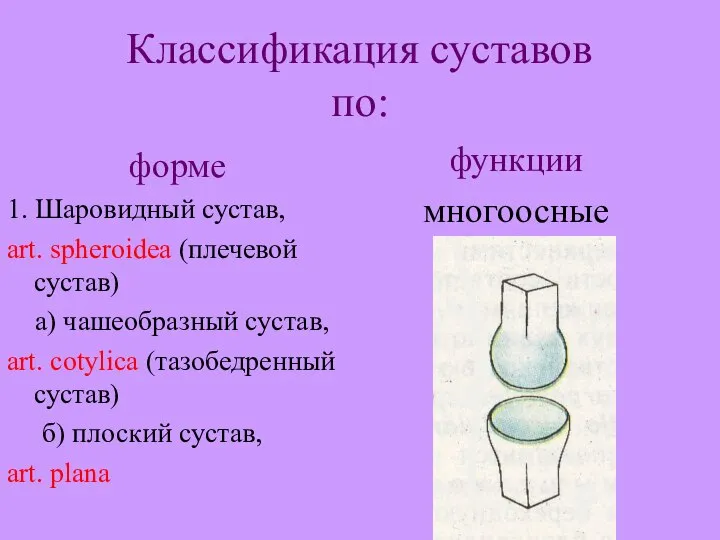 Классификация суставов по: форме 1. Шаровидный сустав, art. spheroidea (плечевой сустав)