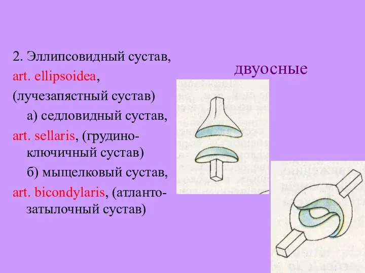 2. Эллипсовидный сустав, art. ellipsoidea, (лучезапястный сустав) а) седловидный сустав, art.