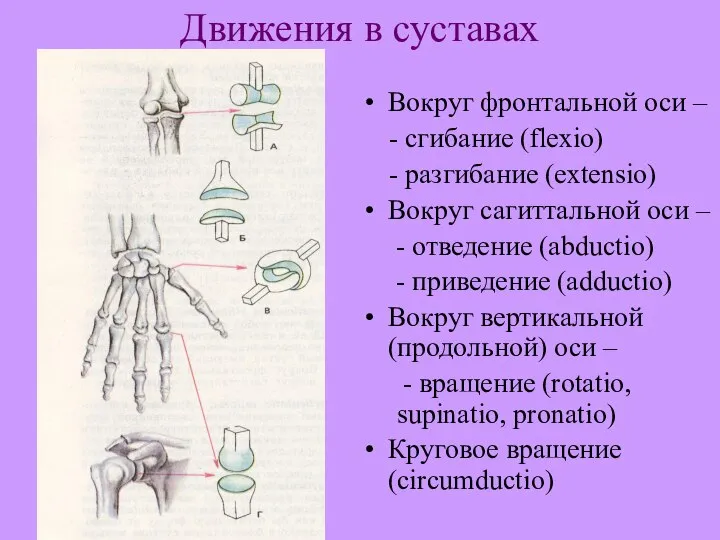 Движения в суставах Вокруг фронтальной оси – - сгибание (flexio) -