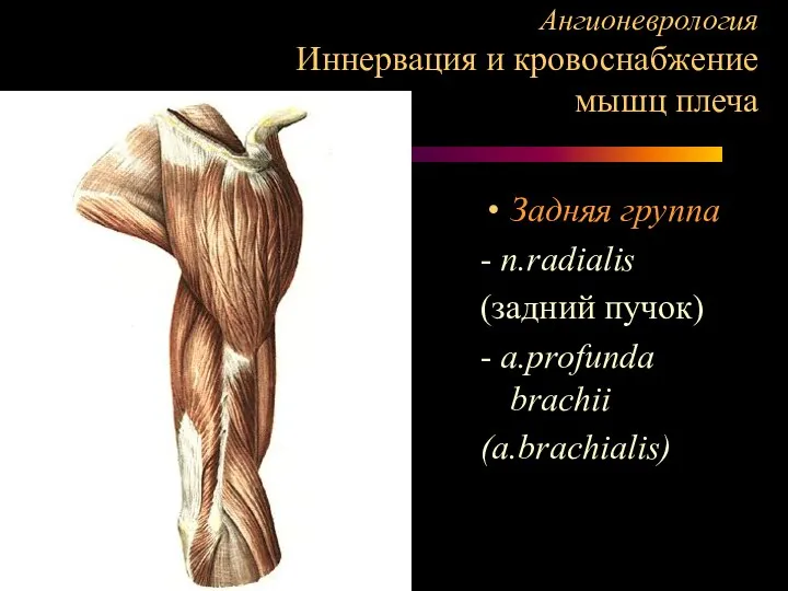 Ангионеврология Иннервация и кровоснабжение мышц плеча Задняя группа - n.radialis (задний пучок) - a.profunda brachii (a.brachialis)