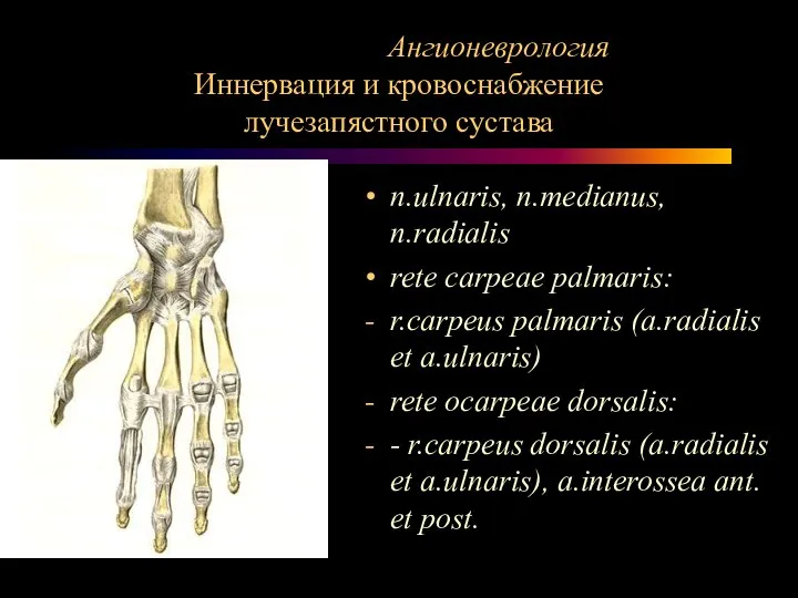 Ангионеврология Иннервация и кровоснабжение лучезапястного сустава n.ulnaris, n.medianus, n.radialis rete carpeae