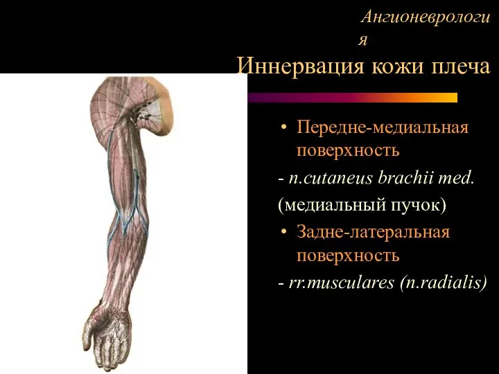 Ангионеврология Иннервация кожи плеча Передне-медиальная поверхность - n.cutaneus brachii med. (медиальный