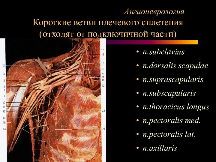 Ангионеврология Короткие ветви плечевого сплетения (отходят от подключичной части) n.subclavius n.dorsalis