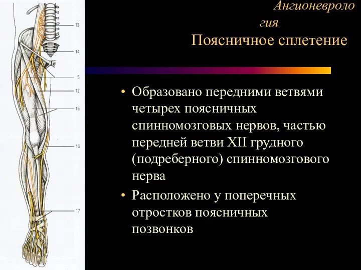 Ангионеврология Поясничное сплетение Образовано передними ветвями четырех поясничных спинномозговых нервов, частью