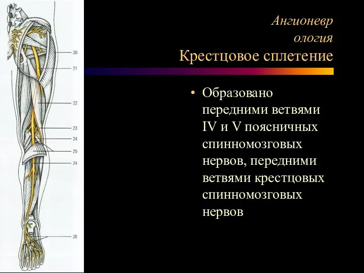 Ангионеврология Крестцовое сплетение Образовано передними ветвями IV и V поясничных спинномозговых