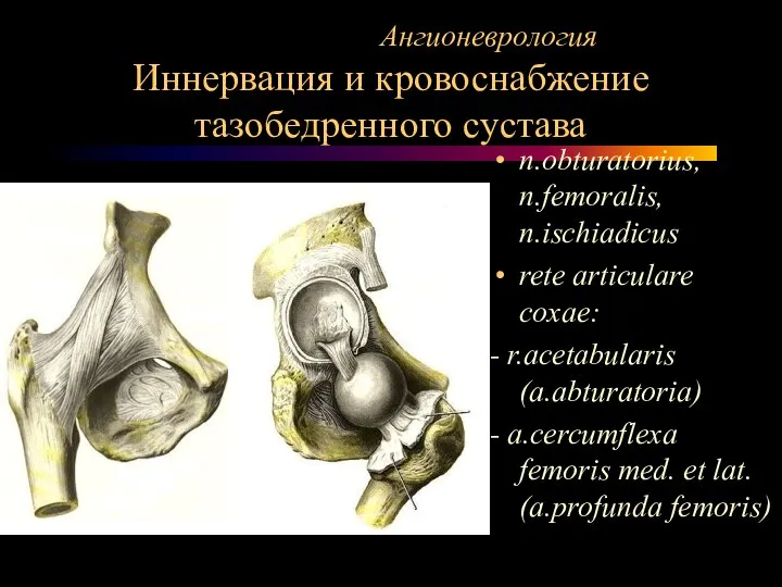 Ангионеврология Иннервация и кровоснабжение тазобедренного сустава n.obturatorius, n.femoralis, n.ischiadicus rete articulare