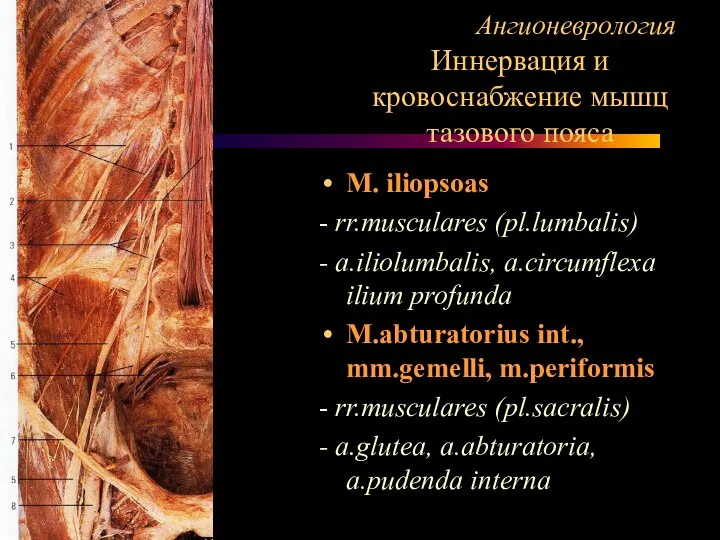 Ангионеврология Иннервация и кровоснабжение мышц тазового пояса M. iliopsoas - rr.musculares