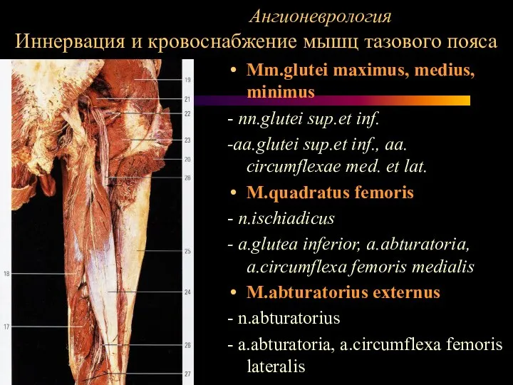 Ангионеврология Иннервация и кровоснабжение мышц тазового пояса Mm.glutei maximus, medius, minimus