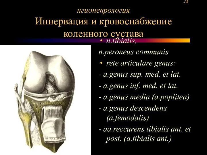 Ангионеврология Иннервация и кровоснабжение коленного сустава n.tibialis, n.peroneus communis rete articulare