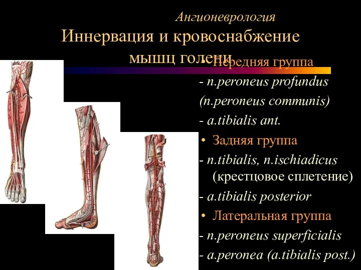 Ангионеврология Иннервация и кровоснабжение мышц голени Передняя группа - n.peroneus profundus