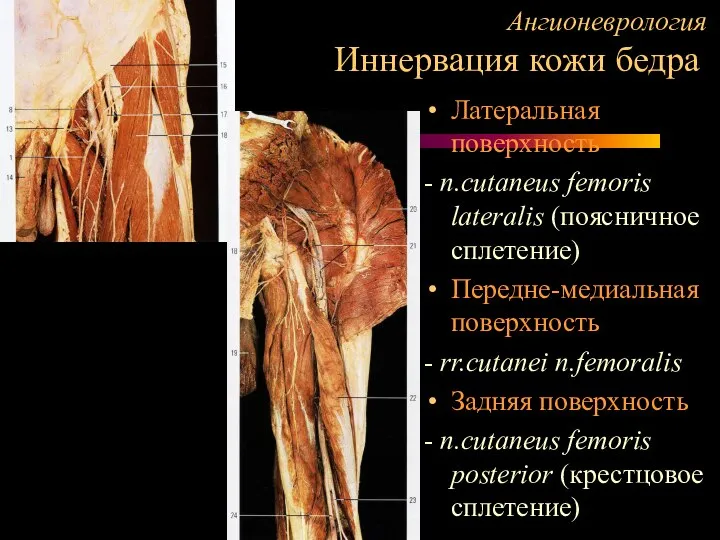 Ангионеврология Иннервация кожи бедра Латеральная поверхность - n.cutaneus femoris lateralis (поясничное