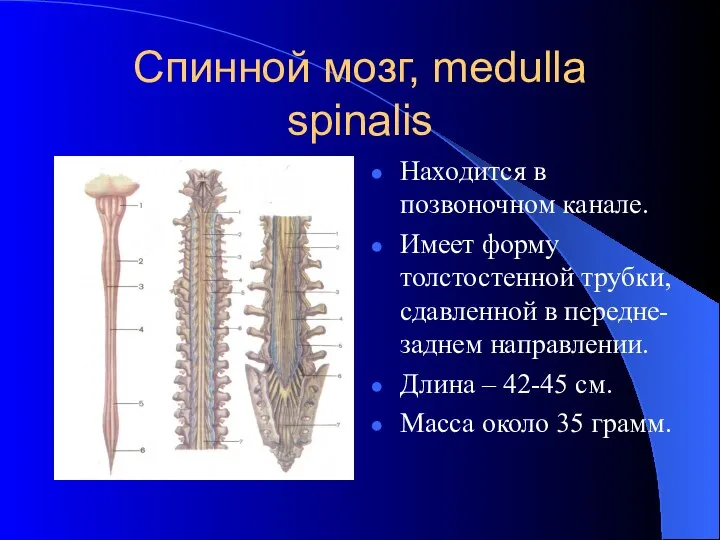 Спинной мозг, medulla spinalis Находится в позвоночном канале. Имеет форму толстостенной