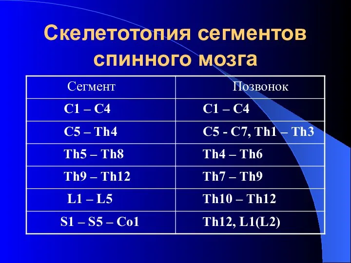 Cкелетотопия сегментов спинного мозга