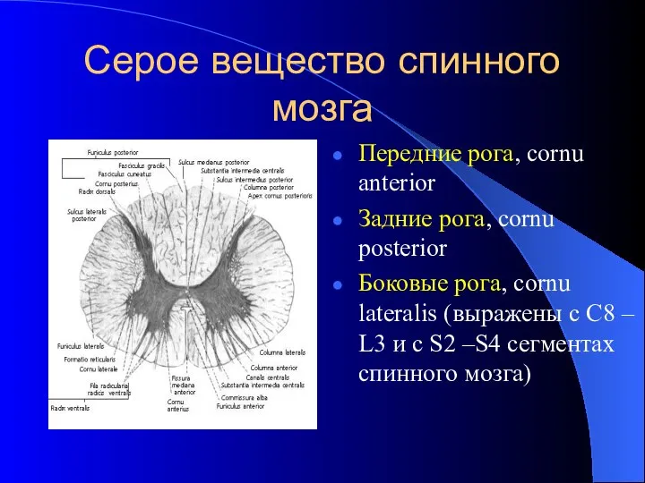 Cерое вещество спинного мозга Передние рога, cornu anterior Задние рога, cornu