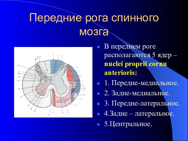 Передние рога спинного мозга В переднем роге располагаются 5 ядер –