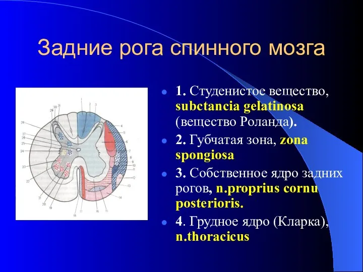 Задние рога спинного мозга 1. Студенистое вещество, subctancia gelatinosa (вещество Роланда).