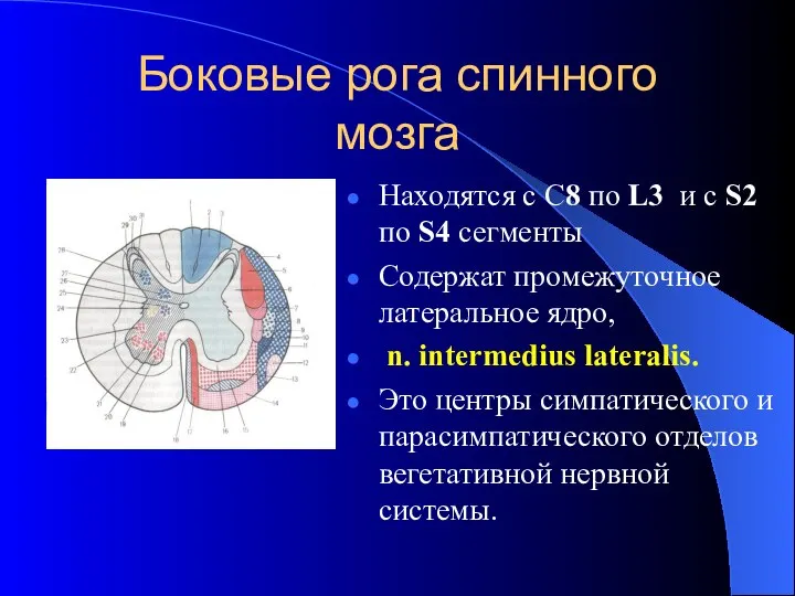 Боковые рога спинного мозга Находятся с С8 по L3 и с