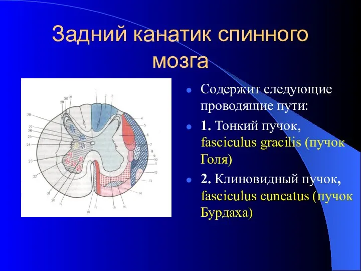 Задний канатик спинного мозга Содержит следующие проводящие пути: 1. Тонкий пучок,