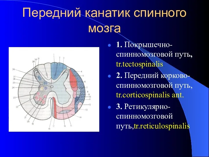 Передний канатик спинного мозга 1. Покрышечно-спинномозговой путь, tr.tectospinalis 2. Передний корково-спинномозговой