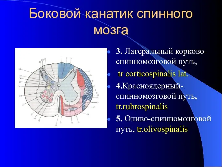 Боковой канатик спинного мозга 3. Латеральный корково-спинномозговой путь, tr corticospinalis lat.