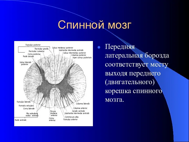 Спинной мозг Передняя латеральная борозда соответствует месту выходя переднего (двигательного) корешка спинного мозга.