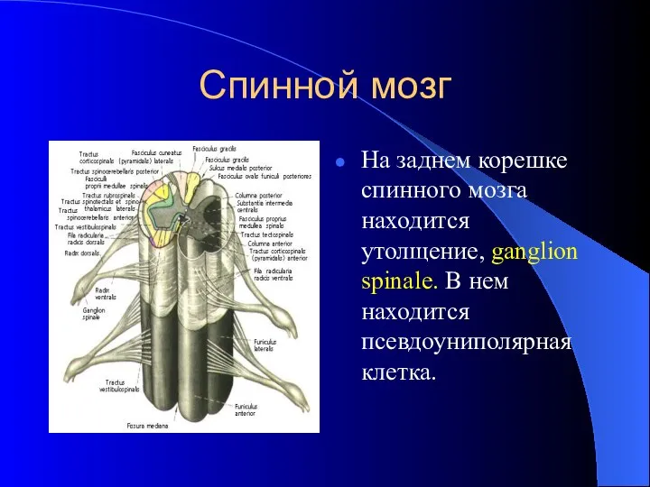 Спинной мозг На заднем корешке спинного мозга находится утолщение, ganglion spinale. В нем находится псевдоуниполярная клетка.