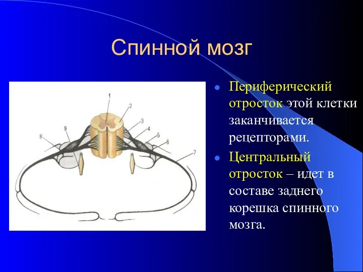 Спинной мозг Периферический отросток этой клетки заканчивается рецепторами. Центральный отросток –