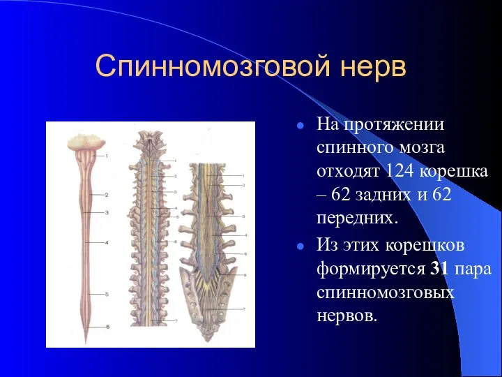 Спинномозговой нерв На протяжении спинного мозга отходят 124 корешка – 62