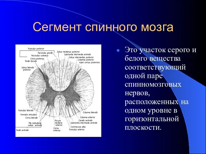 Сегмент спинного мозга Это участок серого и белого вещества соответствующий одной