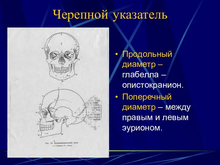 Черепной указатель Продольный диаметр – глабелла – опистокранион. Поперечный диаметр – между правым и левым эурионом.