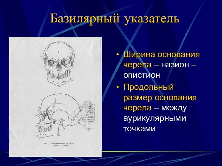 Базилярный указатель Ширина основания черепа – назион – опистион Продольный размер