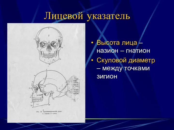 Лицевой указатель Высота лица – назион – гнатион Скуловой диаметр – между точками зигион