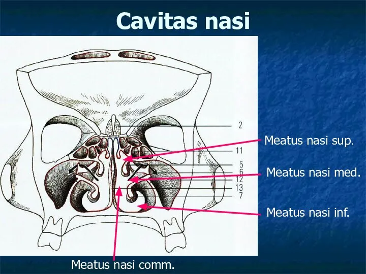 Сavitas nasi Meatus nasi sup. Meatus nasi med. Meatus nasi inf. Meatus nasi comm.