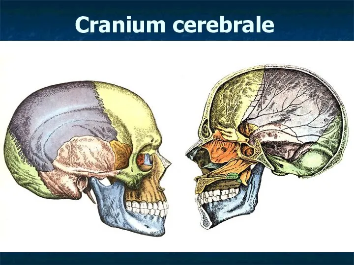 Cranium cerebrale