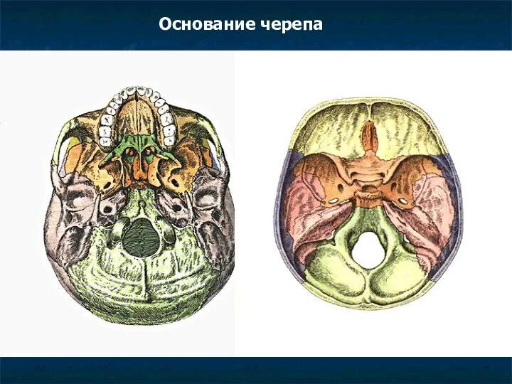 Основание черепа