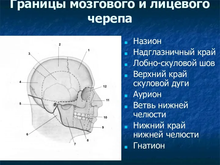 Границы мозгового и лицевого черепа Назион Надглазничный край Лобно-скуловой шов Верхний