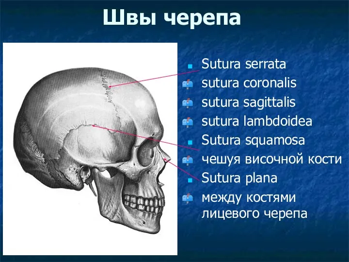 Швы черепа Sutura serrata sutura coronalis sutura sagittalis sutura lambdoidea Sutura