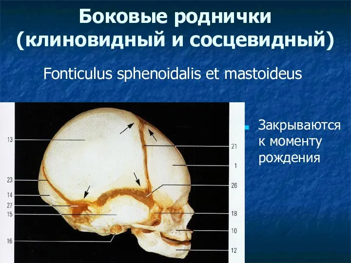 Боковые роднички (клиновидный и сосцевидный) Закрываются к моменту рождения Fonticulus sphenoidalis et mastoideus