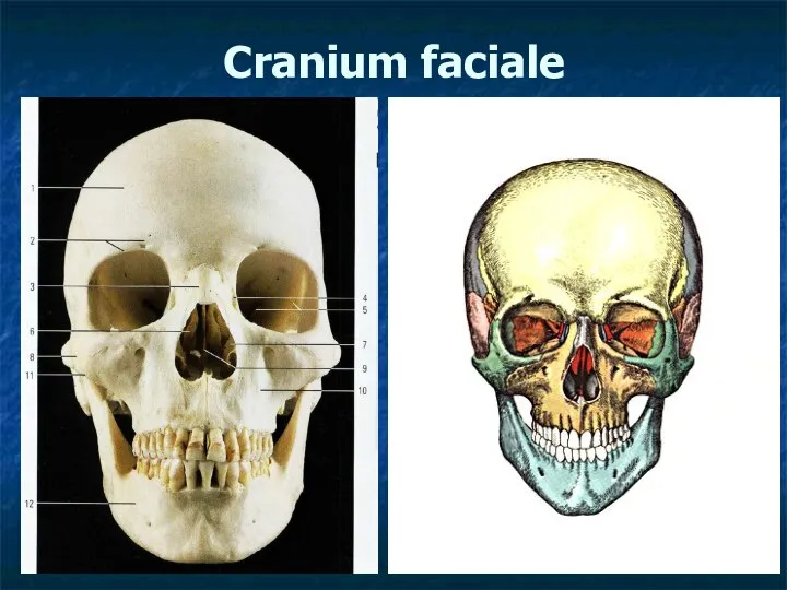 Cranium faciale