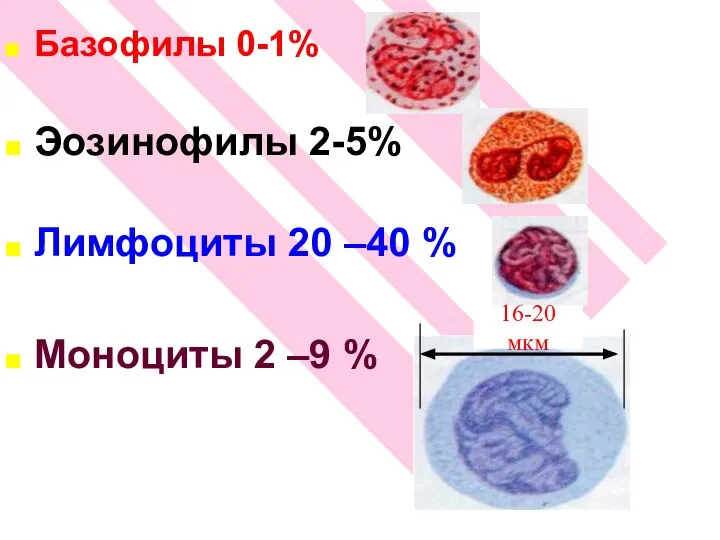 Базофилы 0-1% Эозинофилы 2-5% Лимфоциты 20 –40 % Моноциты 2 –9 % 16-20 мкм