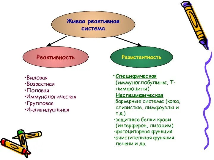 Живая реактивная система Реактивность Резистентность Видовая Возрастная Половая Иммунологическая Групповая Индивидуальная