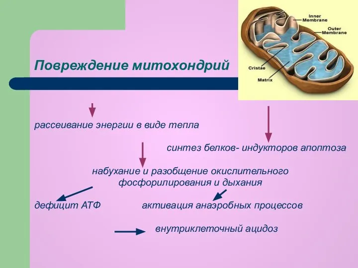 Повреждение митохондрий рассеивание энергии в виде тепла синтез белков- индукторов апоптоза