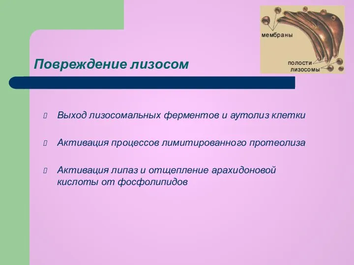 Повреждение лизосом Выход лизосомальных ферментов и аутолиз клетки Активация процессов лимитированного