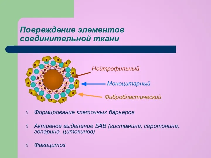 Повреждение элементов соединительной ткани Формирование клеточных барьеров Активное выделение БАВ (гистамина,