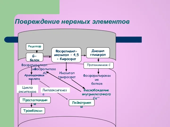 Повреждение нервных элементов Рецептор G-белок Фосфатидил-инозитол – 4,5 - бифосфат Диацил